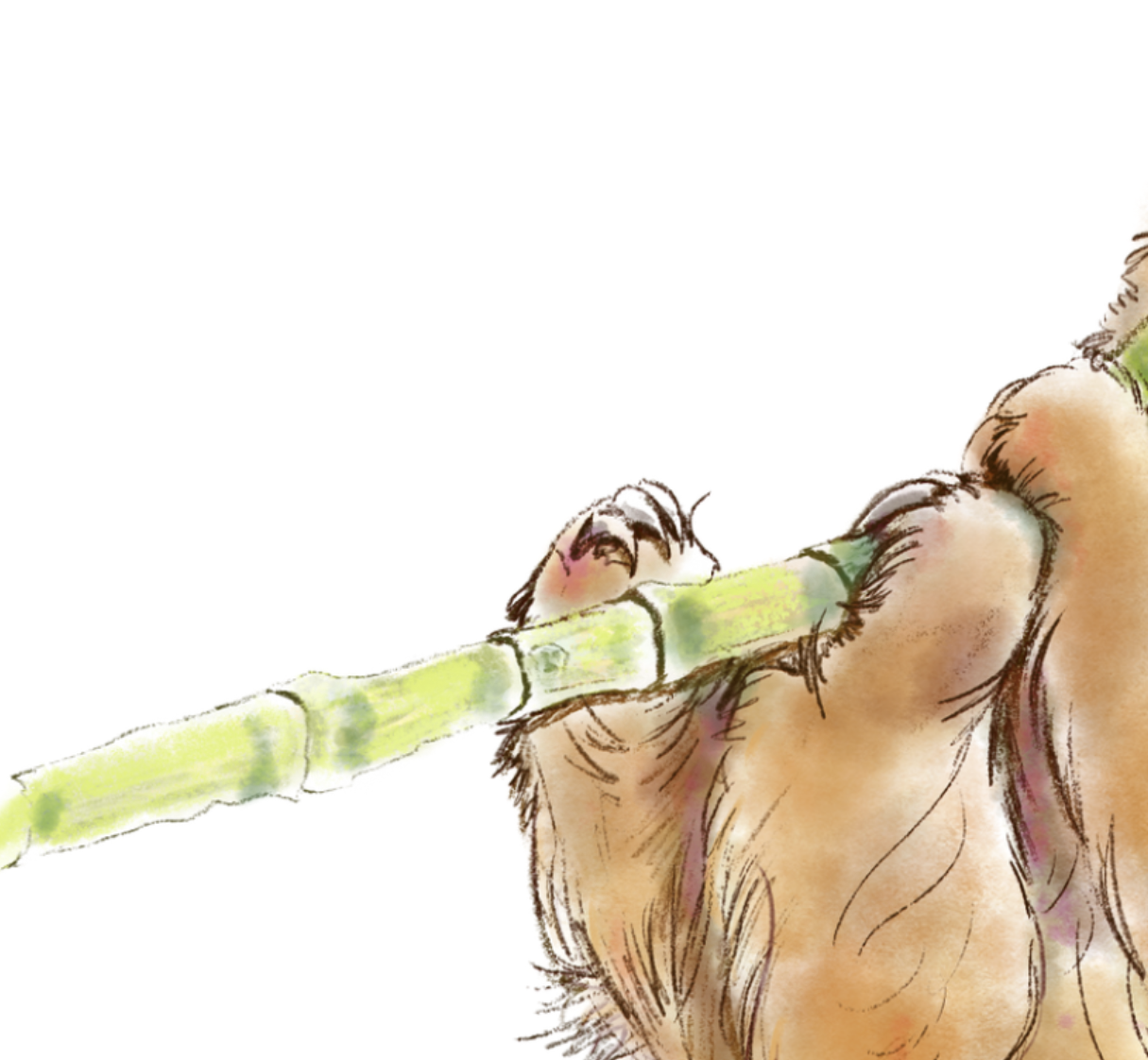 Take Your Time Sloth Illustration  | Watercolor Matte Print