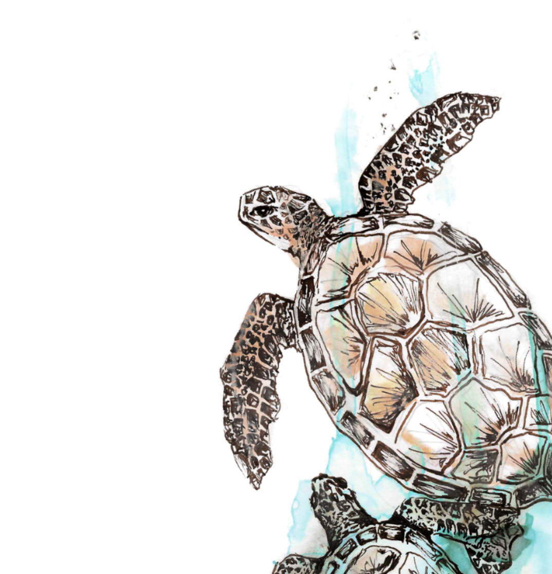 Sea Turtle Watercolor Poster — Textured Matte Ocean Art Print